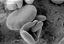 �p���~����